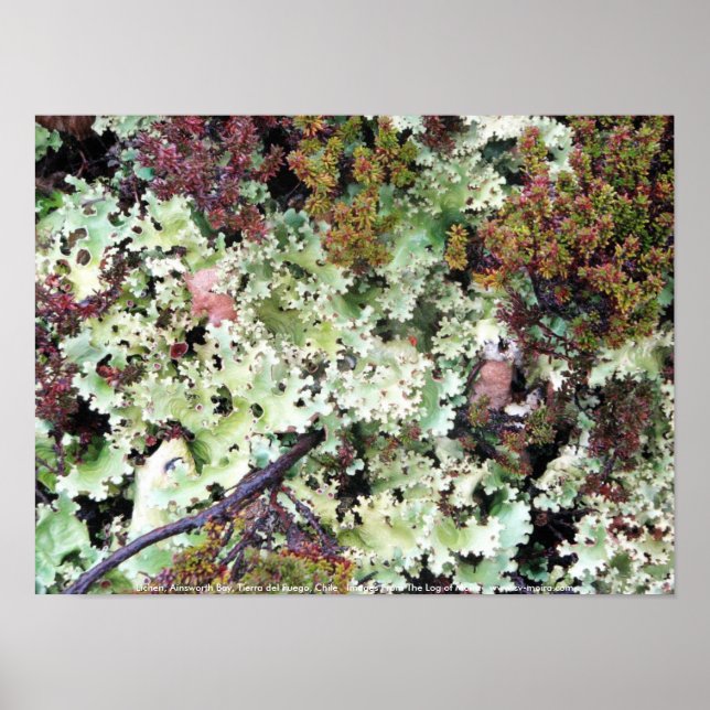 Lichen, Ainsworth Bay, Tierra del Fuego, Chile Poster (Framsidan)