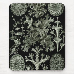 Lichen av Ernst Haeckel, Vintage Nature Plants Musmatta