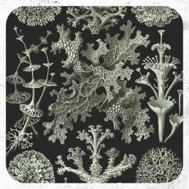 Lichen av Ernst Haeckel, Vintage Nature Plants Runt Klistermärke