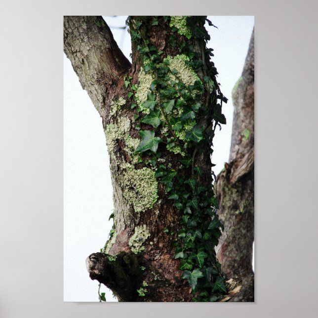 Lichen & Ivy Poster (Framsidan)