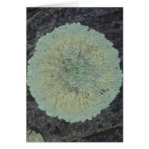 Lichen Mossy Circle Hälsningskort