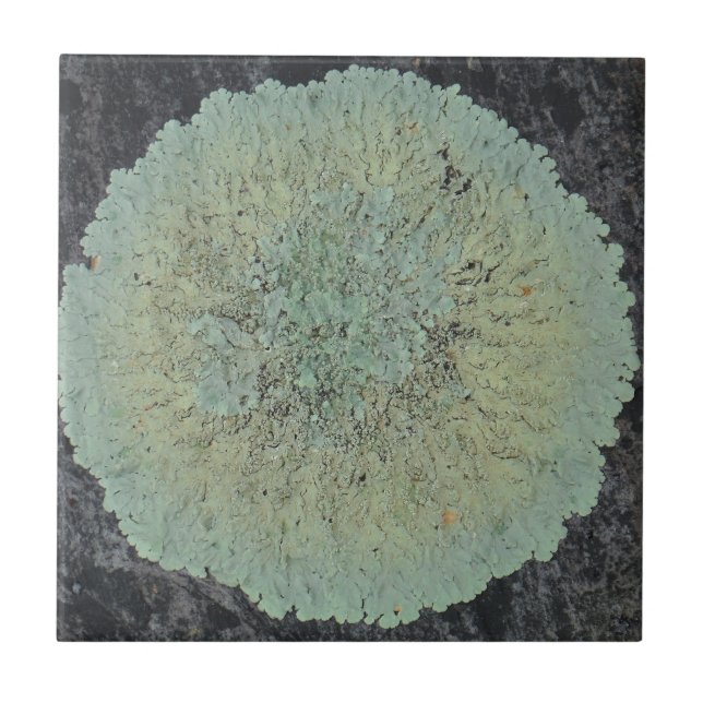 Lichen Mossy Circle Kakelplatta (Framsidan)