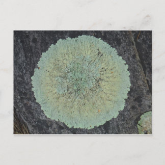 Lichen Mossy Circle Vykort