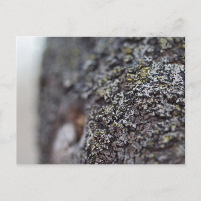 Lichen on Bark Vykort (Framsida)