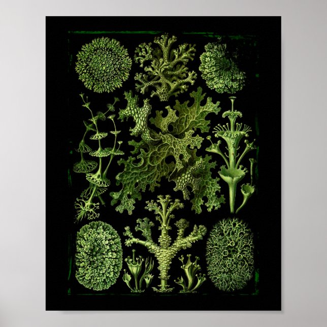 Lichens (Lichenes) i Gröntar på svart Poster (Framsidan)