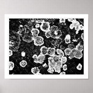 Lichens Poster