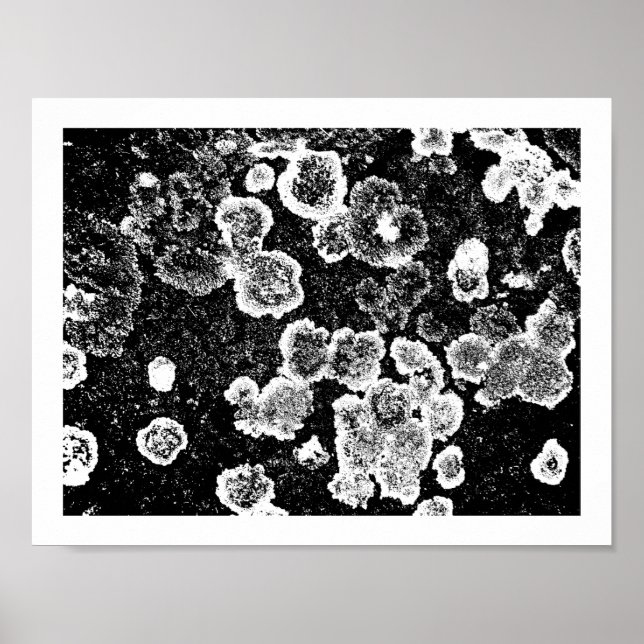 Lichens Poster (Framsidan)