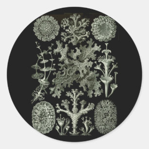 Lichens Runt Klistermärke