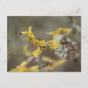 Lichens Vykort
