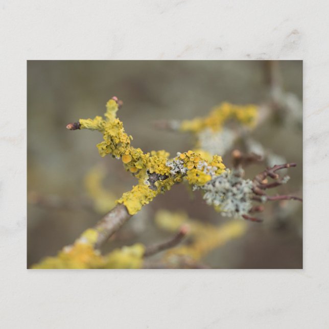 Lichens Vykort (Framsida)