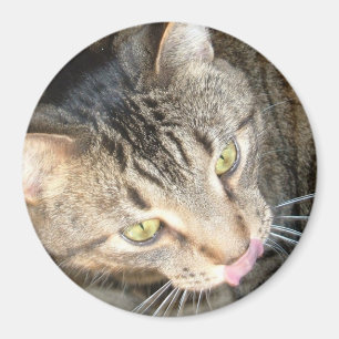 Licky tassar magnet