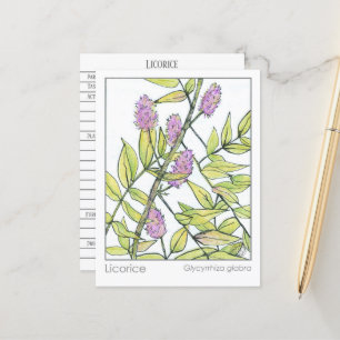 Licorice Herb Materia Medica Herbal Study Card Vykort