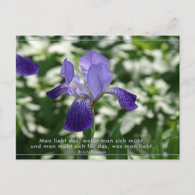 Liebe Vykort (Framsida)