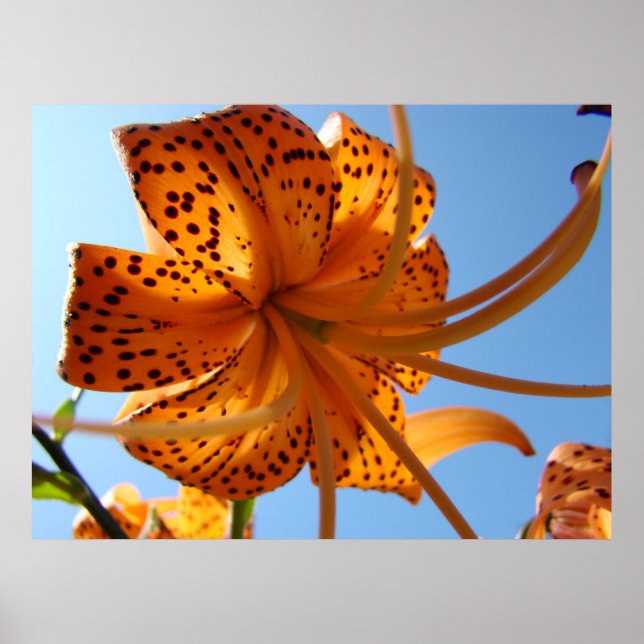 LIES Tiger Lily Flowers Art Prints Framed Himlar Poster (Framsidan)