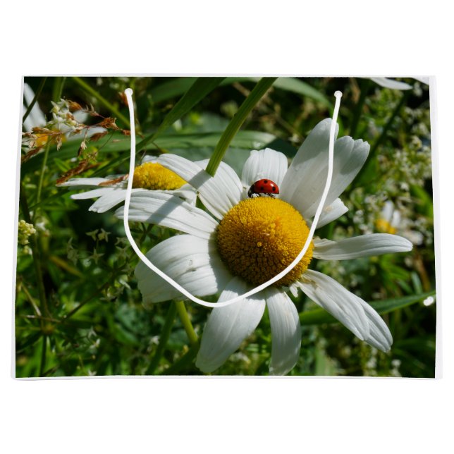 Lieveheersbeestje op margriet in de natuur. (Framsidan)
