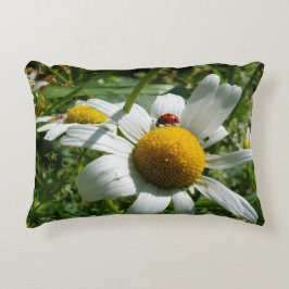 Lieveheersbeestje op margriet in de natuur. prydnadskudde