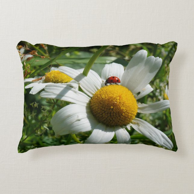 Lieveheersbeestje op margriet in de natuur. prydnadskudde (Framsidan)