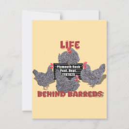 Life Behind Barreds (Barred Plymouth Sten Hens) Vykort