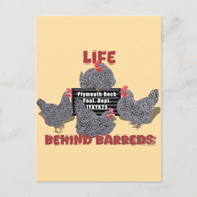 Life Behind Barreds (Barred Plymouth Sten Hens) Vykort (Framsida)