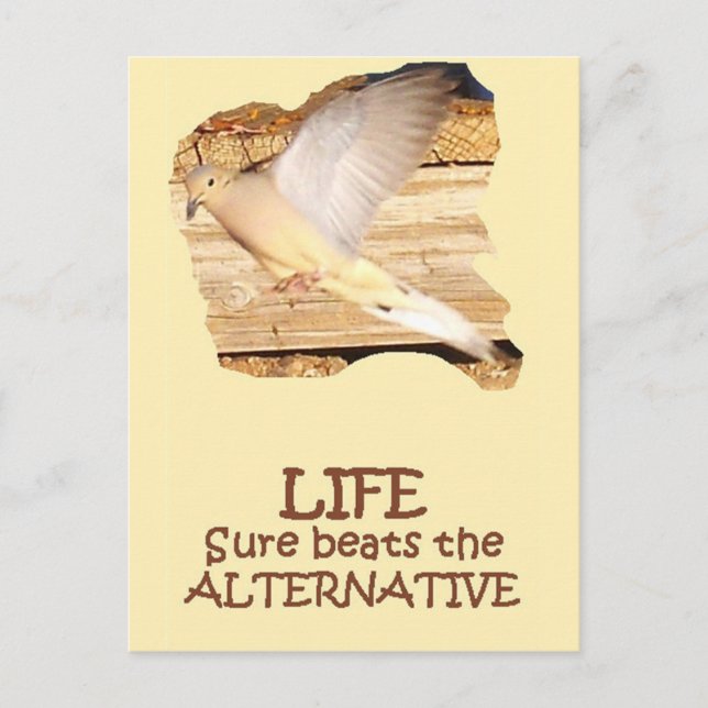 LIFE—Flies Dove Vykort (Framsida)