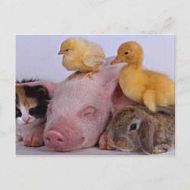 LIFE IS BRA VYKORT (Framsida)