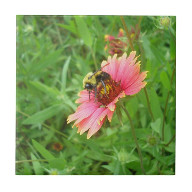 Life-nektar Kakelplatta (Framsidan)