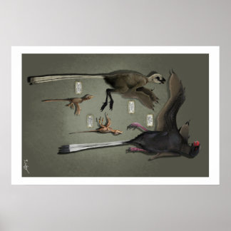 Life Storleka Sansoriopterygids Poster