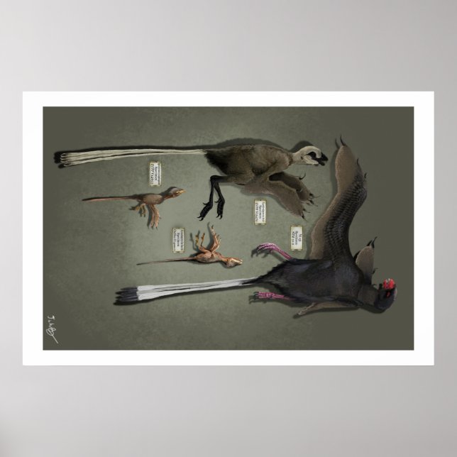 Life Storleka Sansoriopterygids Poster (Framsidan)