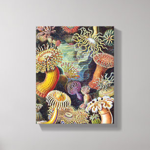 Liffärgning av Haeckel Sea Anemone Ocean Life Pae Canvastryck
