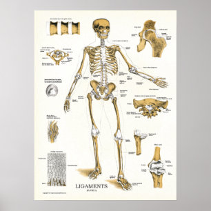 Ligament och fogar ihop anatomiaffischen poster