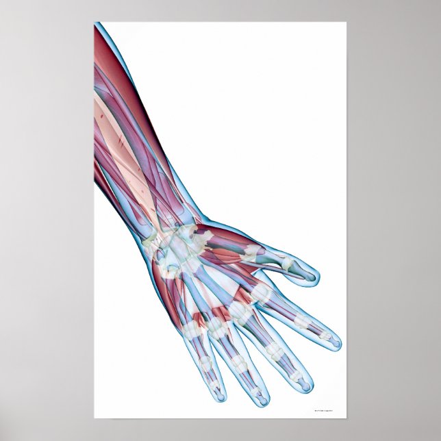 Ligaments i handtaget poster (Framsidan)