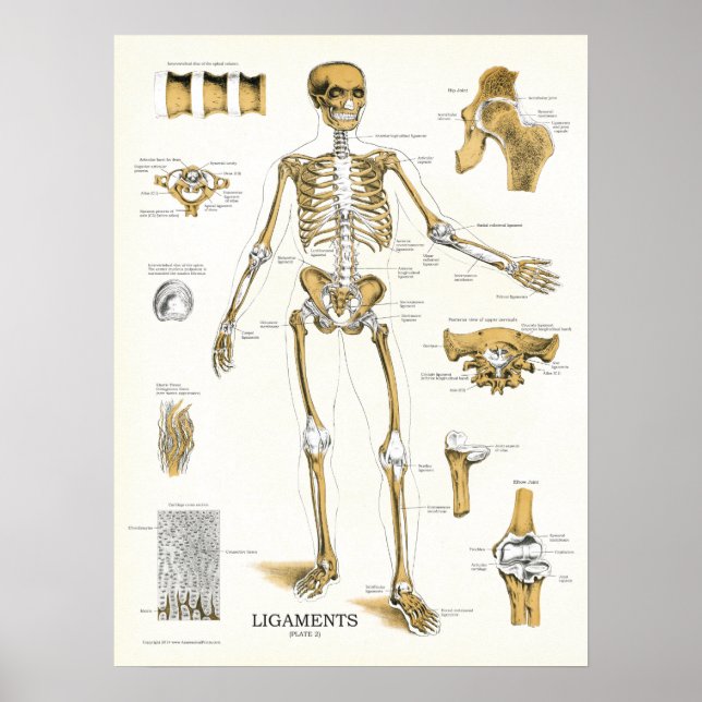 Ligaments och Joints Anatomy Poster (Framsidan)