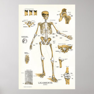 Ligaments och Joints Anatomy Poster 24 X 36