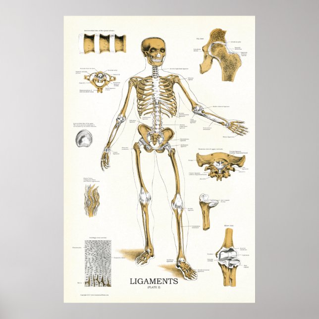 Ligaments och Joints Anatomy Poster 24 X 36 (Framsidan)
