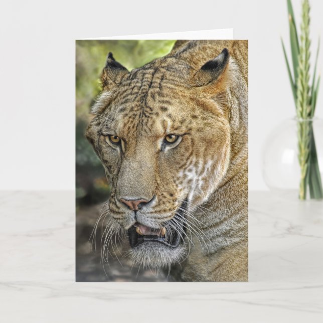 Liger Halv Lejon halveringstiger Kort (Framsida)