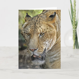 Liger Halv Lejon halveringstiger Kort