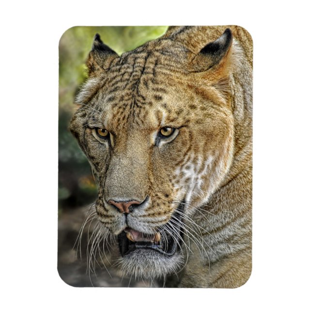 Liger Magnet (Vertikal)
