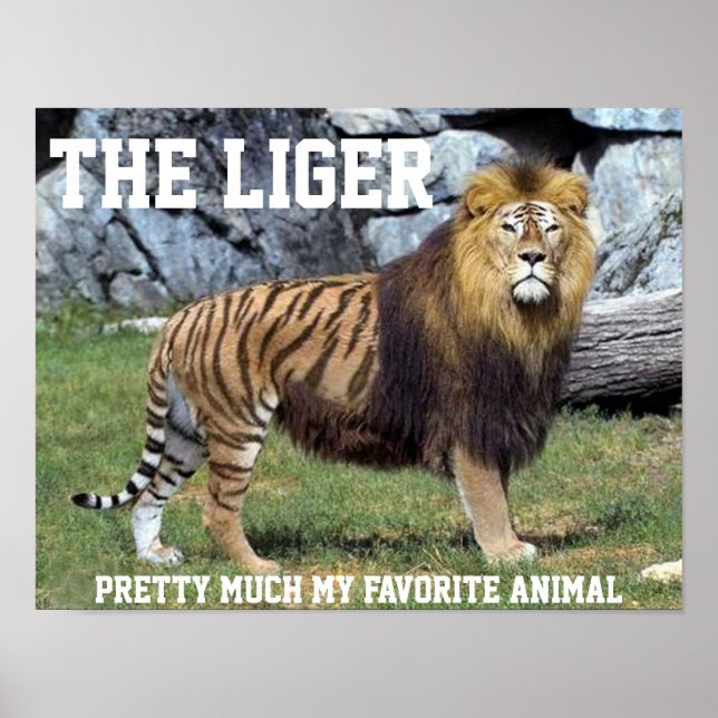 LIGER SÖT MYCKET MIN FAVORITA DJUR POSTER (Framsidan)
