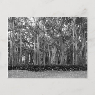 Liggande banyan Träd B&W-foto Vykort