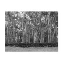 Liggande banyan Träd B&W-foto