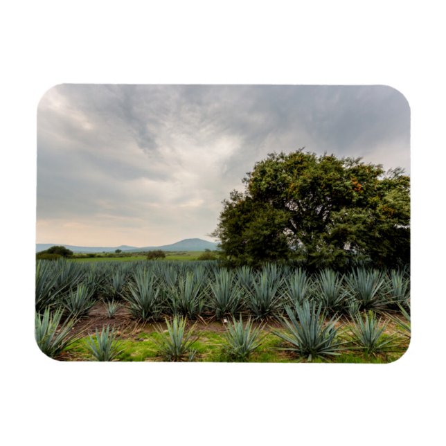 Liggande med blå Agave Magnet (Horisontell)