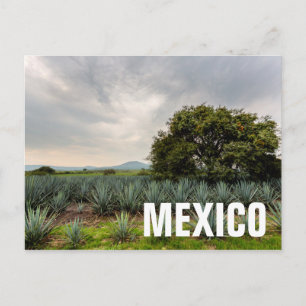 Liggande med blå Agave Vykort