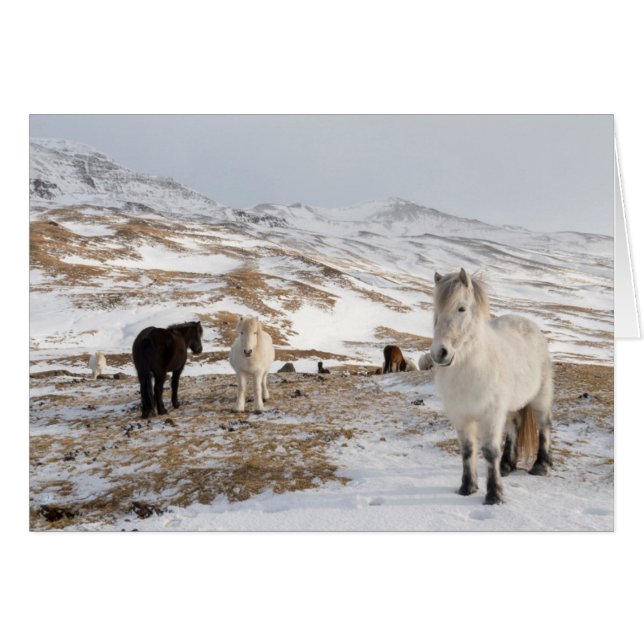 Liggande med isländska hästar hälsningskort (Framsidan Horizontal)