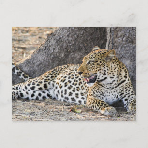 Liggende leopard på en mark vykort