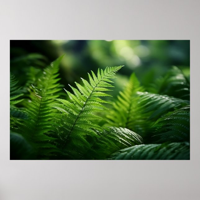 Light and Ferns  Poster (Framsidan)