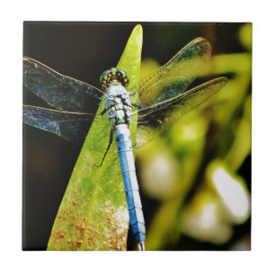 Light Blue Dragonfly Kakelplatta