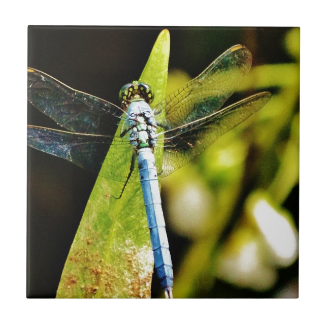 Light Blue Dragonfly Kakelplatta (Framsidan)