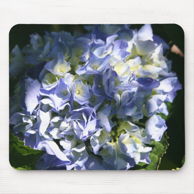 Light Blue Hydrangea Flower Musmatta (Framsidan)