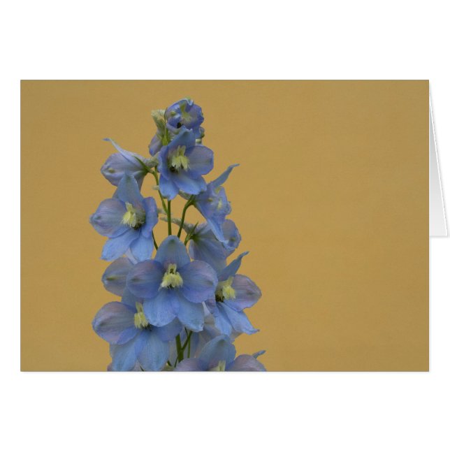 Light-Blue Larkspur Hälsningskort (Framsidan Horizontal)
