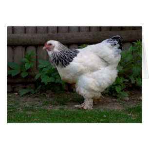 Light Brahma Hen Hälsningskort